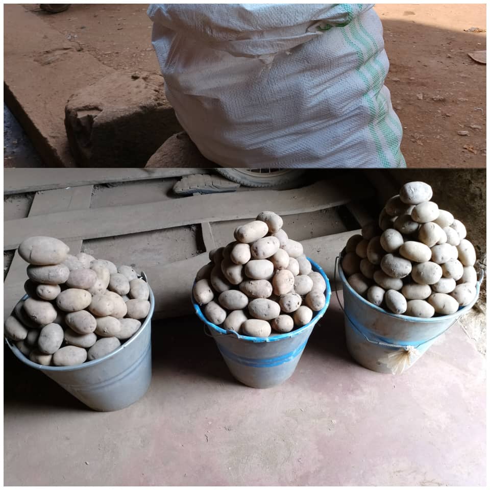 Butembo: le prix d’un sac de pomme de terre passe de 220 000f à 140 000fc, après la levée de la grève de la COODEPROVI