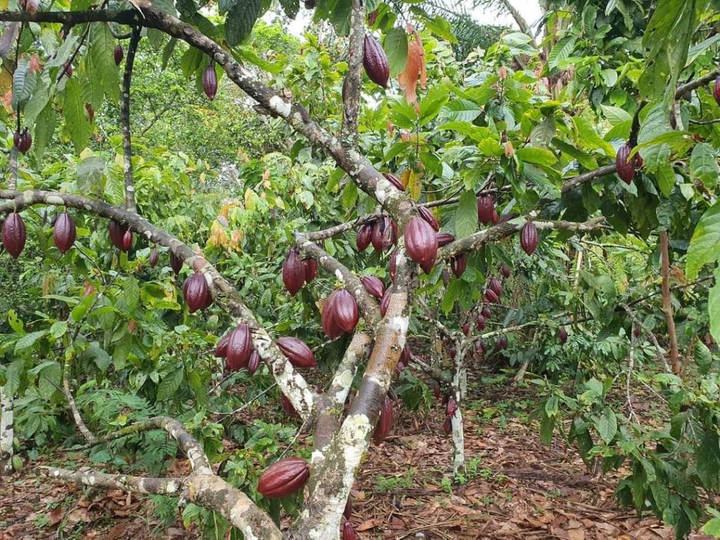 Beni: Le cacao un produit agricole à la base des tueries pour enrichir certains et faire périr des milliers des personnes innocentes( cultivateurs)